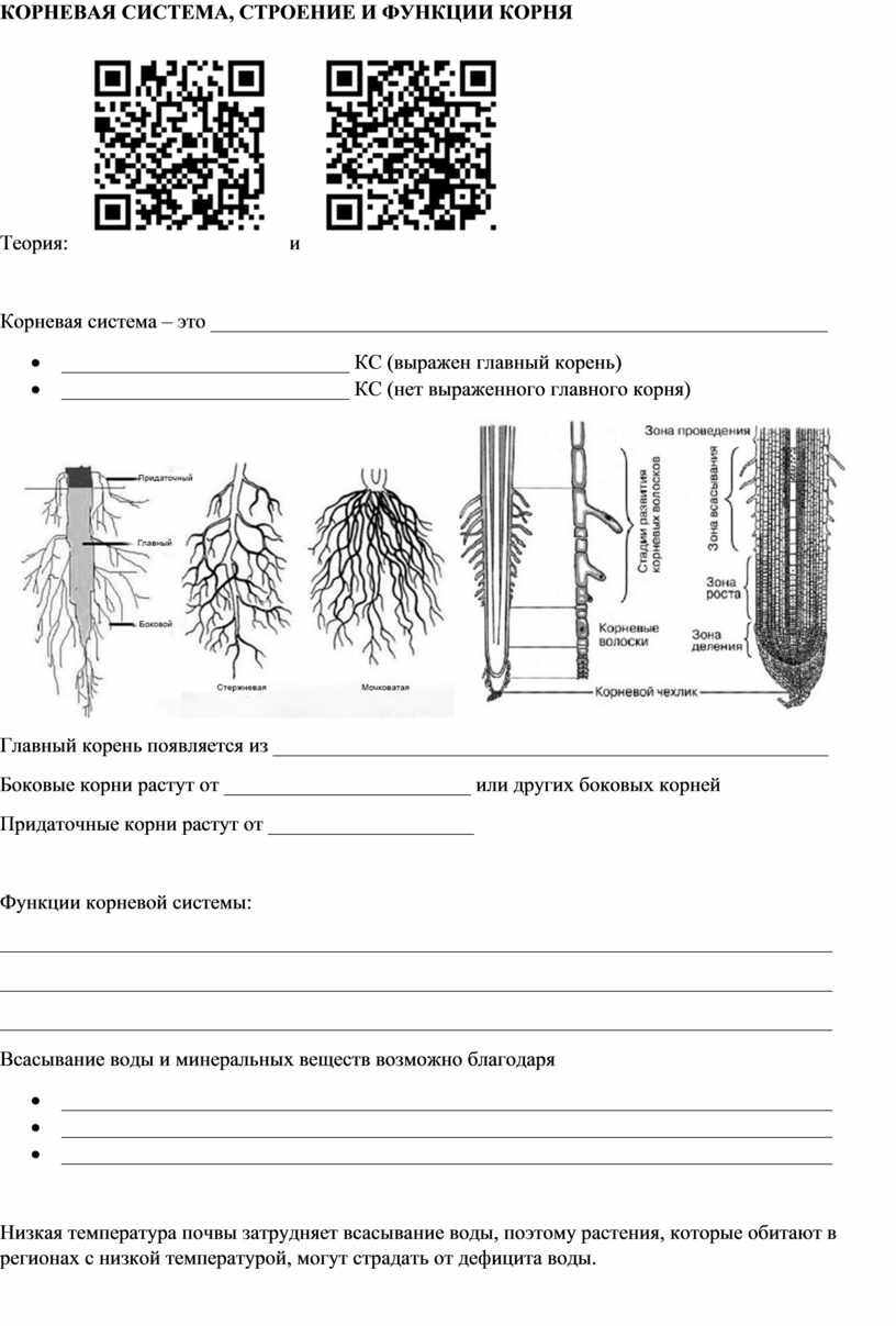 Рабочий лист по теме корень