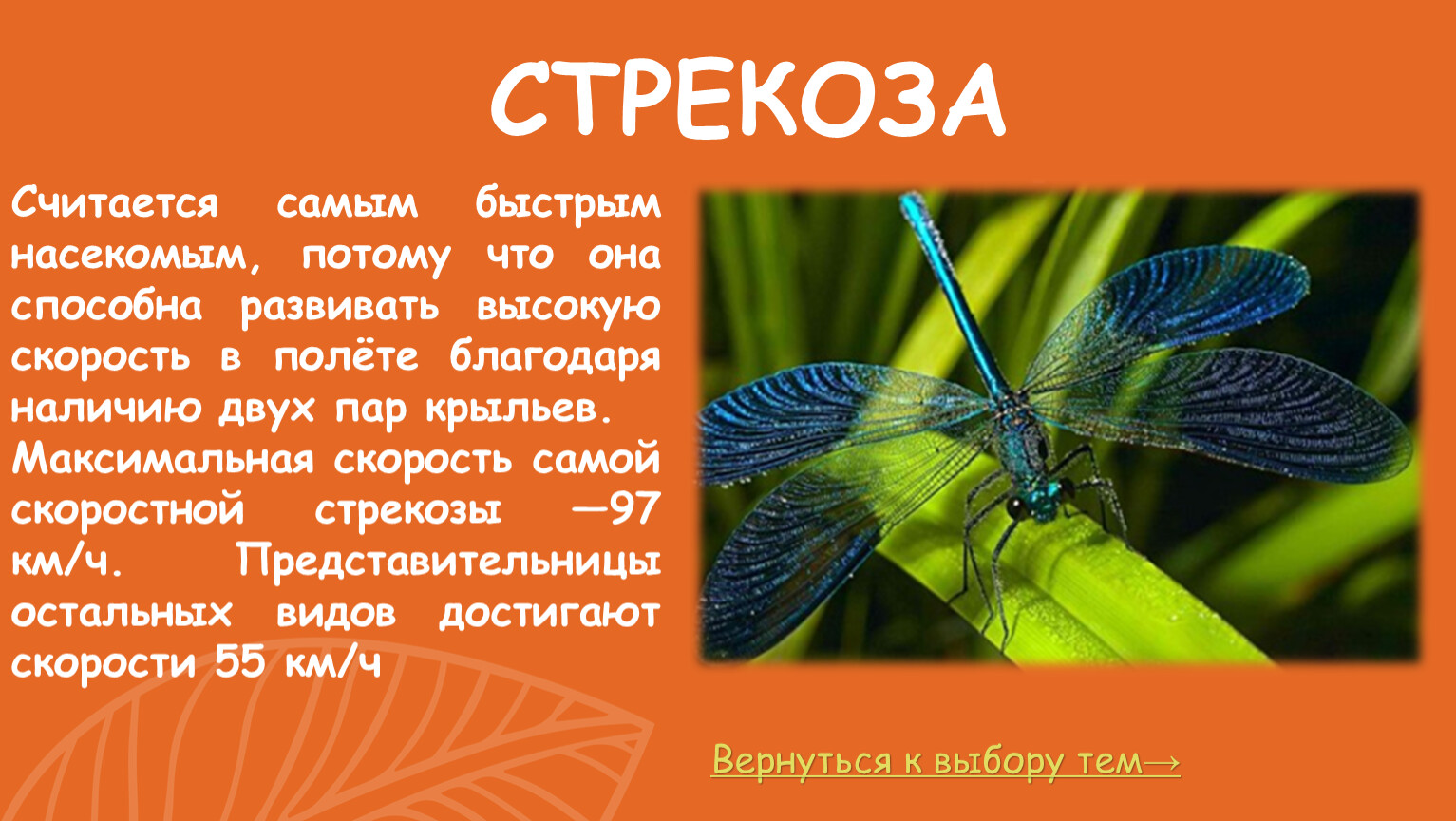 СТРЕКОЗА Вернуться к выбору тем→