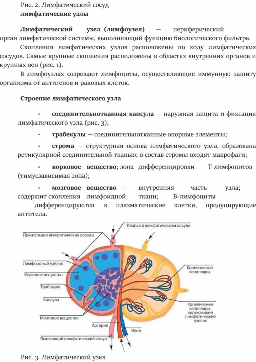 Лимфатический сосуд рисунок