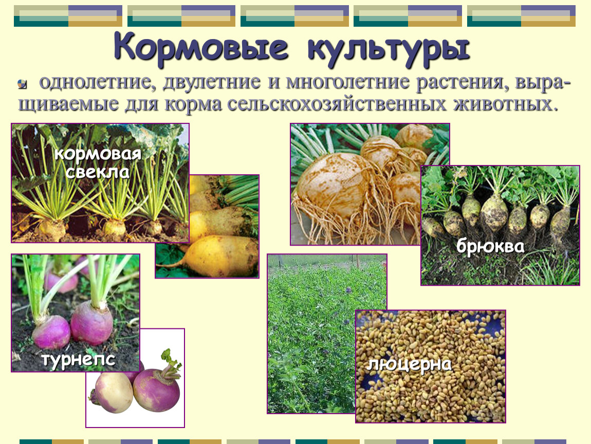 Кормовые культуры презентация