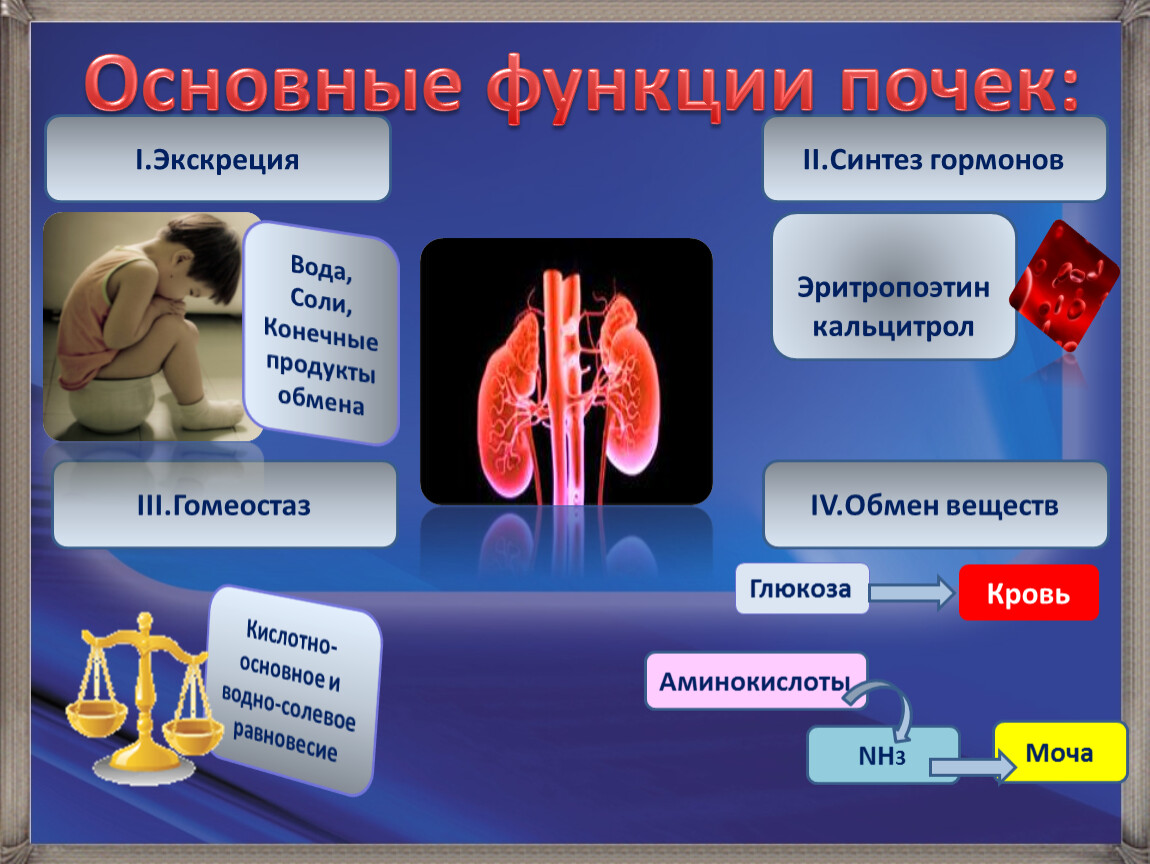 Гормоны почек презентация