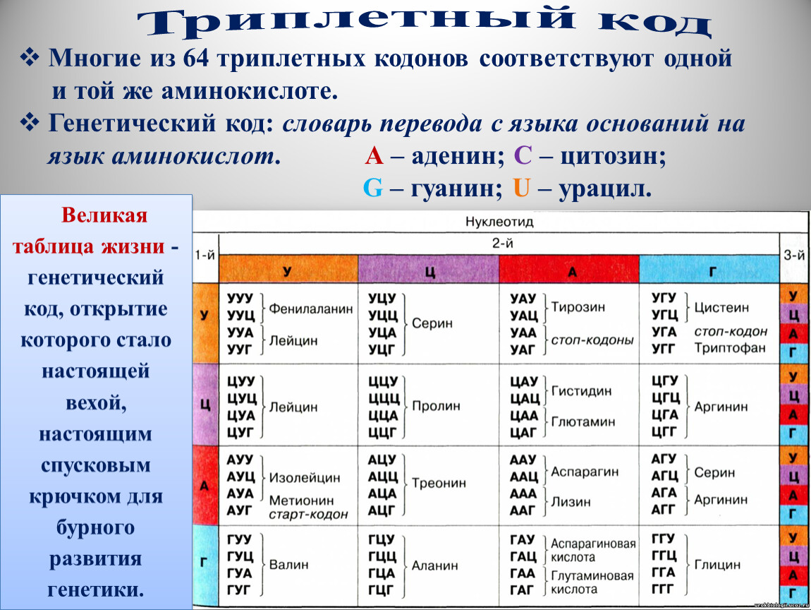 Соединение кодона с антикодоном