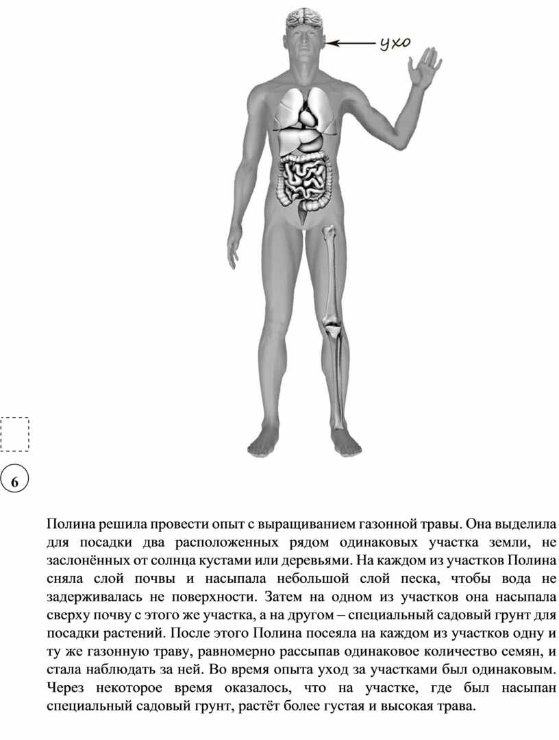 Анатомия человека впр. Рассмотрите изображение человека. Рассмотри изображение. Рассмотрим изображение человека покажи стрелками. Изображение тела человека ВПР.