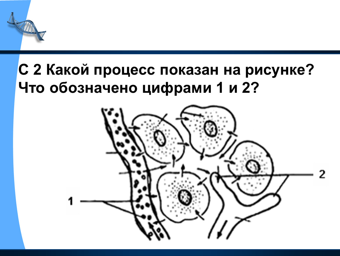 Какой цифрой на рисунке изображен. Какой процесс показан на рисунке. Какой процесс показан на рисунке что обозначено цифрами 1 и 2. Какой процес изоображон на рисунки. Схема какого процесса изображена на рисунке.