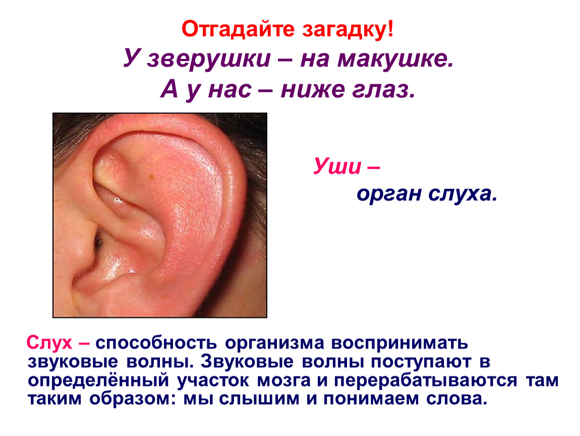 Верные признаки органов слуха человека. Презентация на тему органы слуха. Ухо человека для презентации. Органы чувств человека ухо.