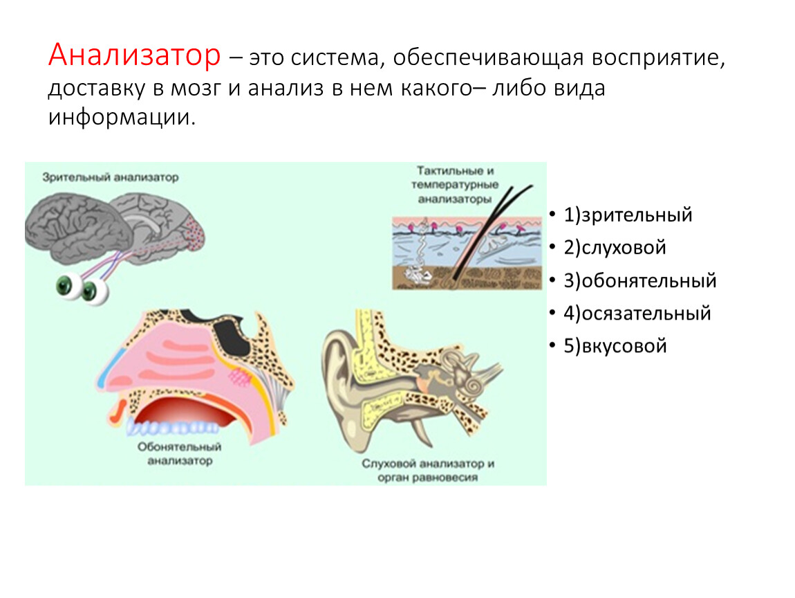 Анализаторы биология 8. Анализаторы презентация 8 класс биология. Анализатор. Зрительный анализатор 8 класс биология.