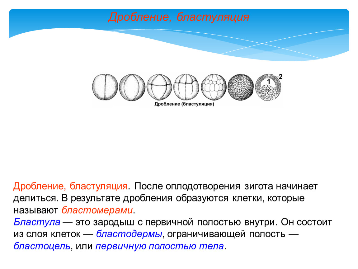 Число дробления. Бластуляция. Бластуляция процесс. Дробление. Опишите процесс бластуляции.