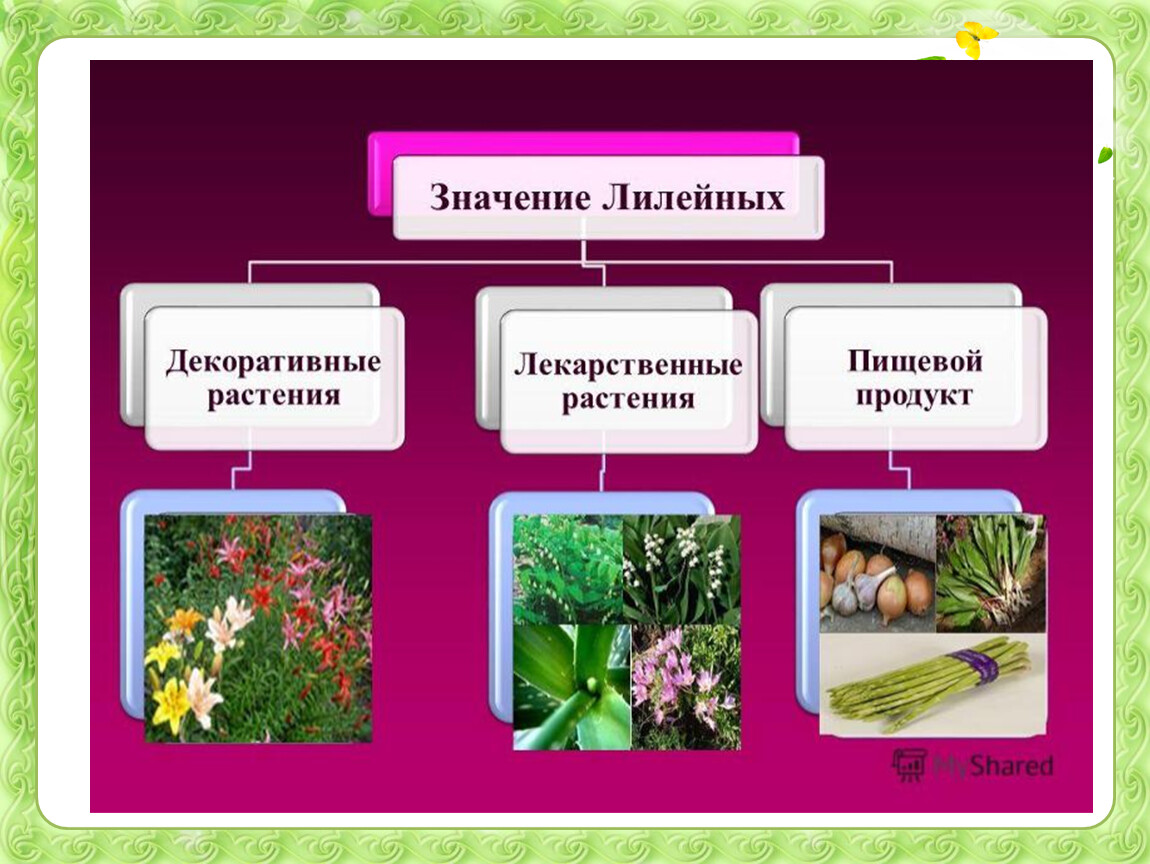 Примеры однодольных растений 7