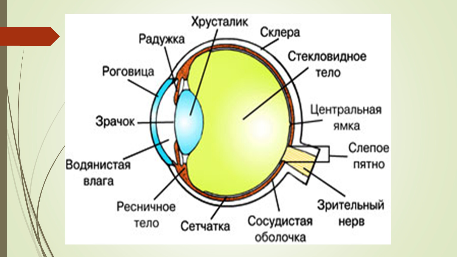 На какой части глазного яблока образуется изображение. Строение зрительного анализатора глазное яблоко. Белочная оболочка глазного яблока. Строение глаза спереди. Строение глаза анатомия оптическая система.