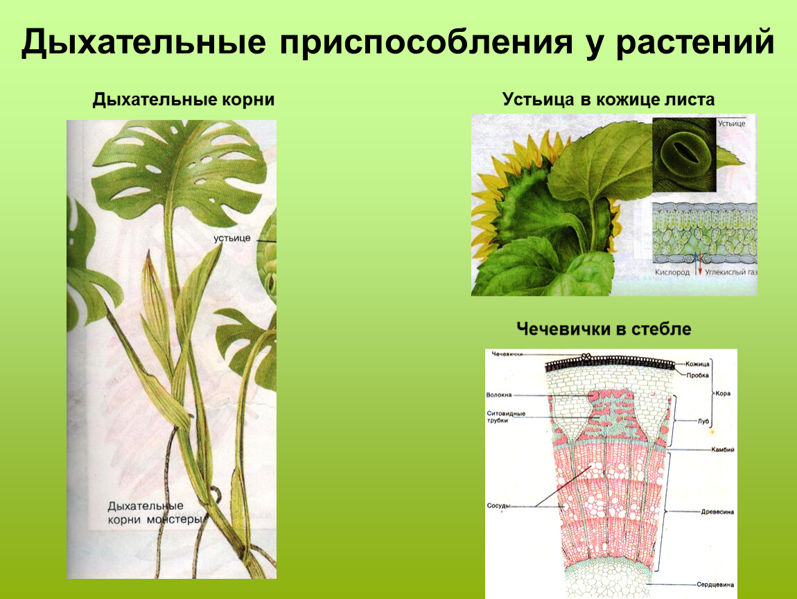 Дыхание корня урок 6 класс. Дыхательные приспособления у растений. Приспособления у растений корни. Дыхание растений.