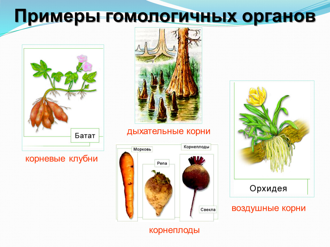 Клубень относится к видоизмененным корням. Гомологичные органы примеры. Гомологичные и аналогичные органы примеры. Корнеплоды корневые клубни воздушные корни дыхательные корни.
