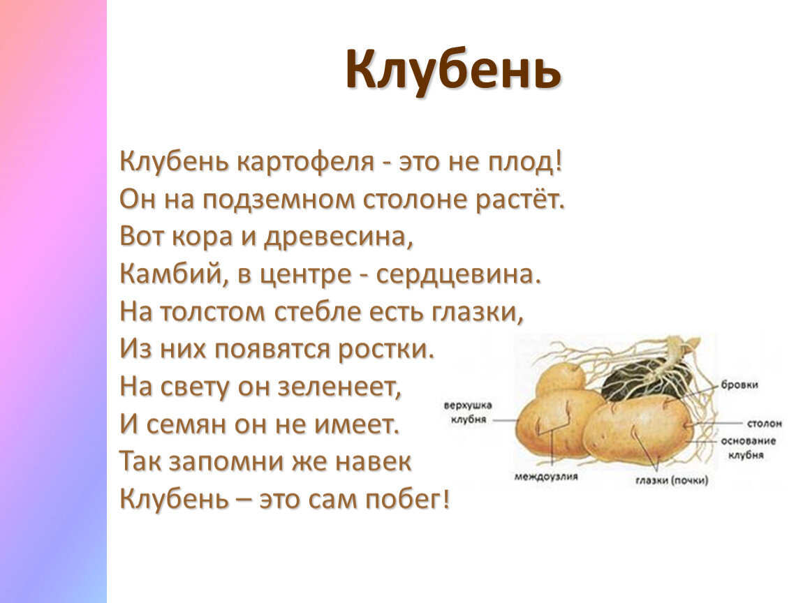 Почему клубень картофеля следует считать. Клубень картофеля 6 класс. Клубень картофеля биология. Клубень картофеля это плод. Вывод клубень картофеля.