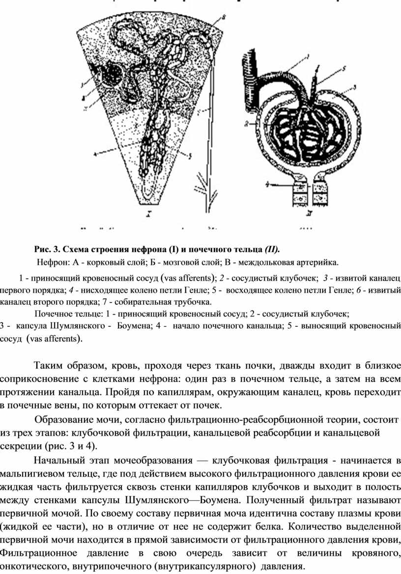 Почечное тельце состав. Строение фильтрационного барьера почки. Схема ультрамикроскопического фильтрационного барьера почки. Схема почечного тельца. Микроскопическое строение почки.