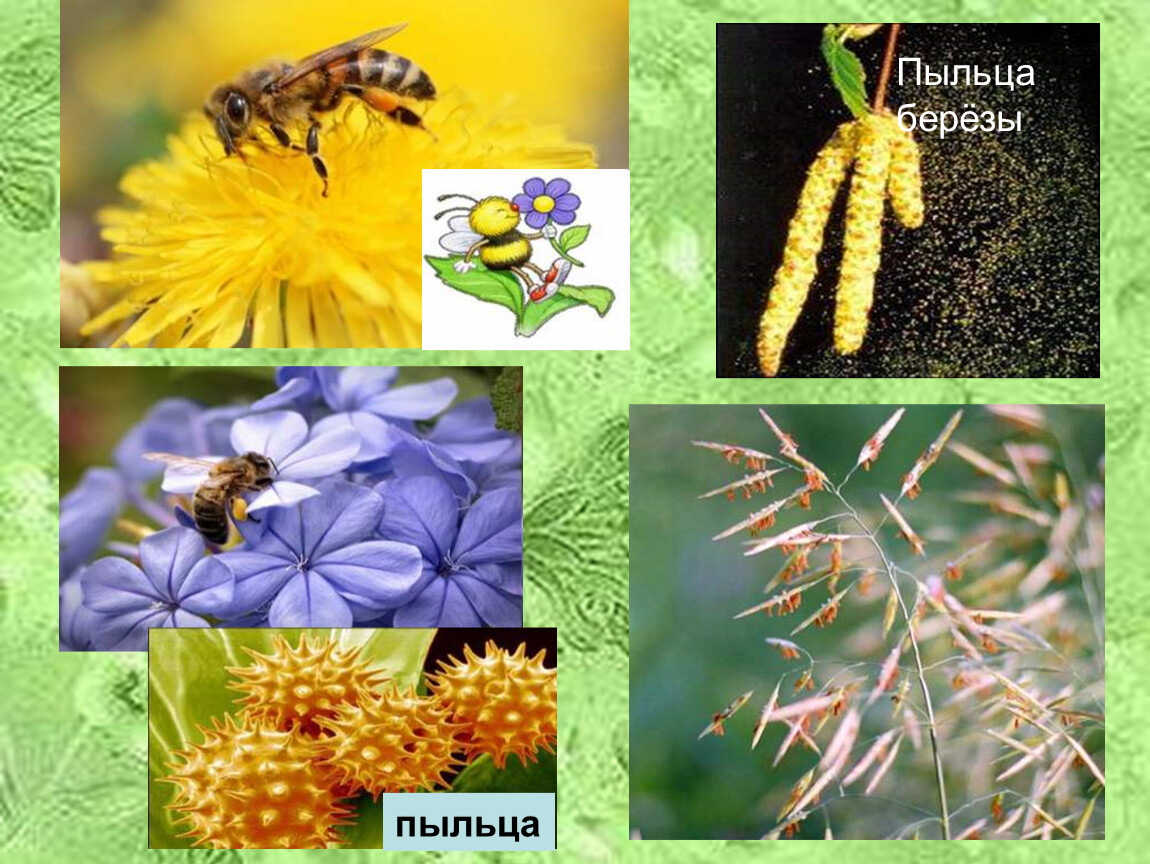 Насекомоопыляемые растения пыльца