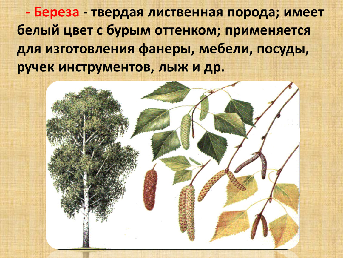 Мягколиственные Породы Деревьев