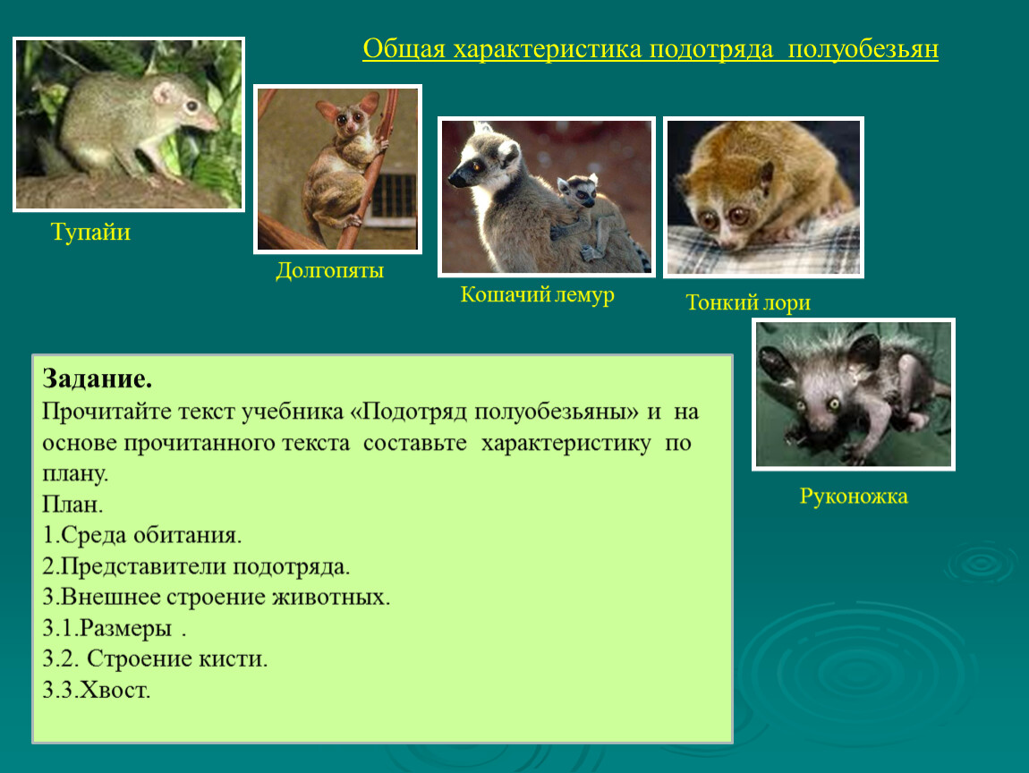 Презентация по биологии 7 класс млекопитающие приматы