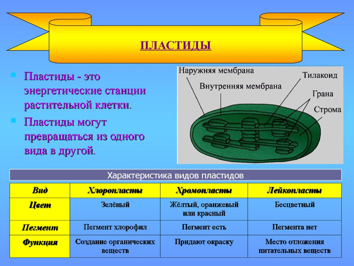 В клетках бактерий есть ядро. Хлоропласт строение 5 класс биология. Пластиды строение и функции. Строение и функции пластидов. Пластиды растений строение.