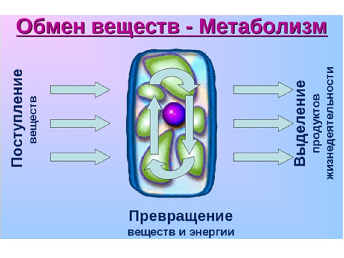 4 обмен веществ. Обмен веществ. Обмен веществ и превращение энергии. Обменные процессы в организме. Обмен веществ метаболизм.