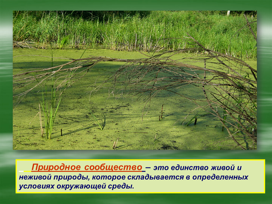 Сообщество болото 5 класс биология. Болто природное сообществ. Природное сообщество болота. Сообщество болото. Растительные сообщества болот.