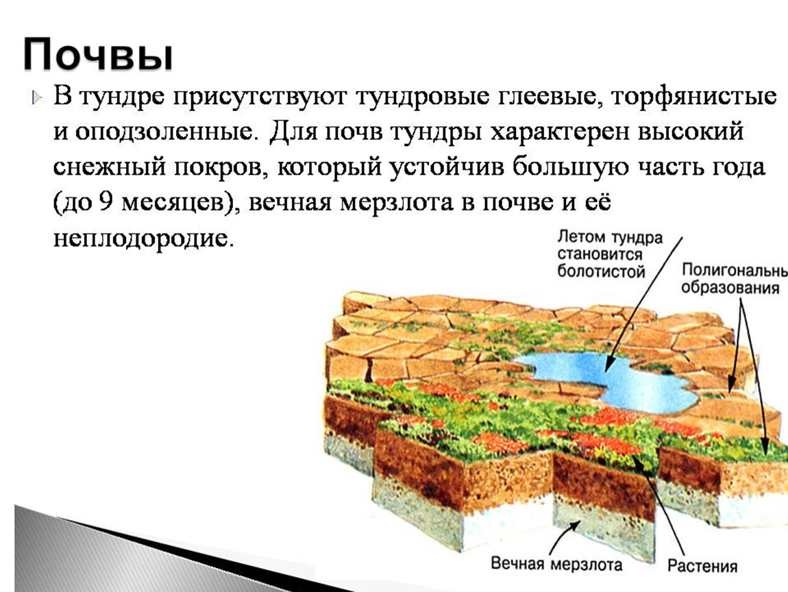 Тундрово глеевые какая природная зона. Почва тундры и лесотундры в Евразии. Тундра и лесотундра Тип почвы. Почвы тундры 8 класс. Почва в тундре Евразии.