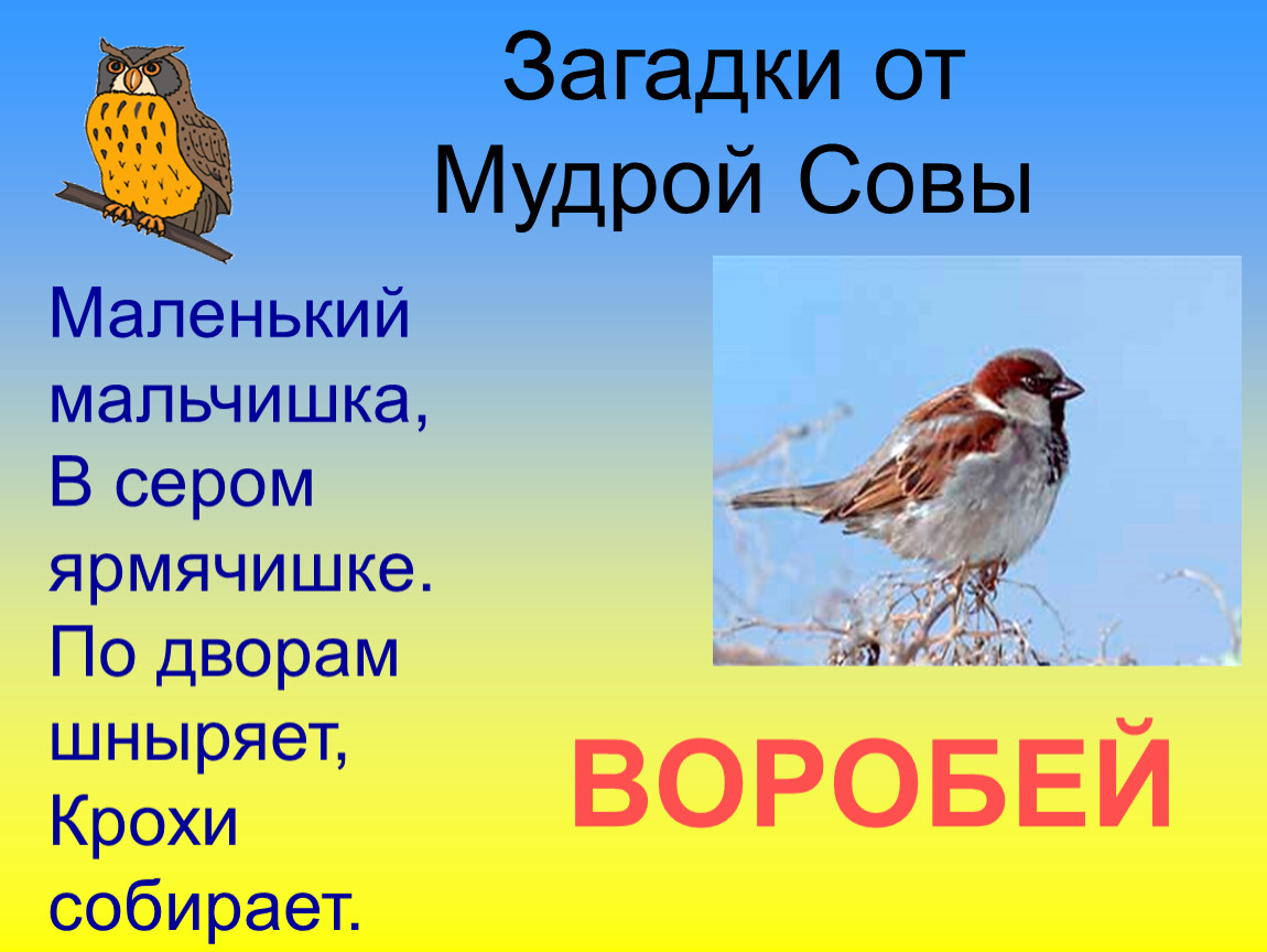 Загадки о воробье 2 класс и нарисовать