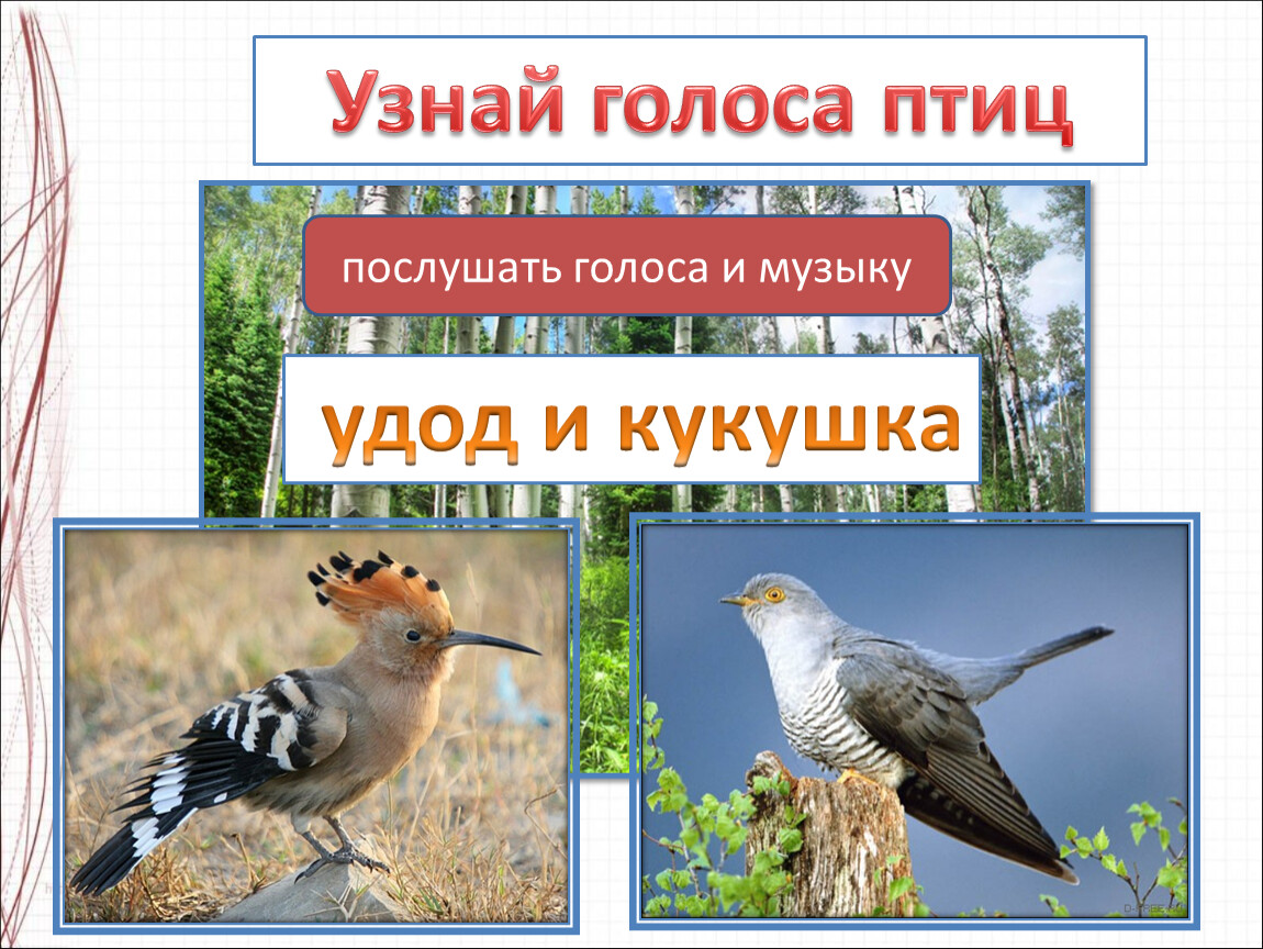 Найти голоса птиц. Узнать птицу по голосу. Презентация к уроку украшения птиц. Найти голос птиц и животных письменно.