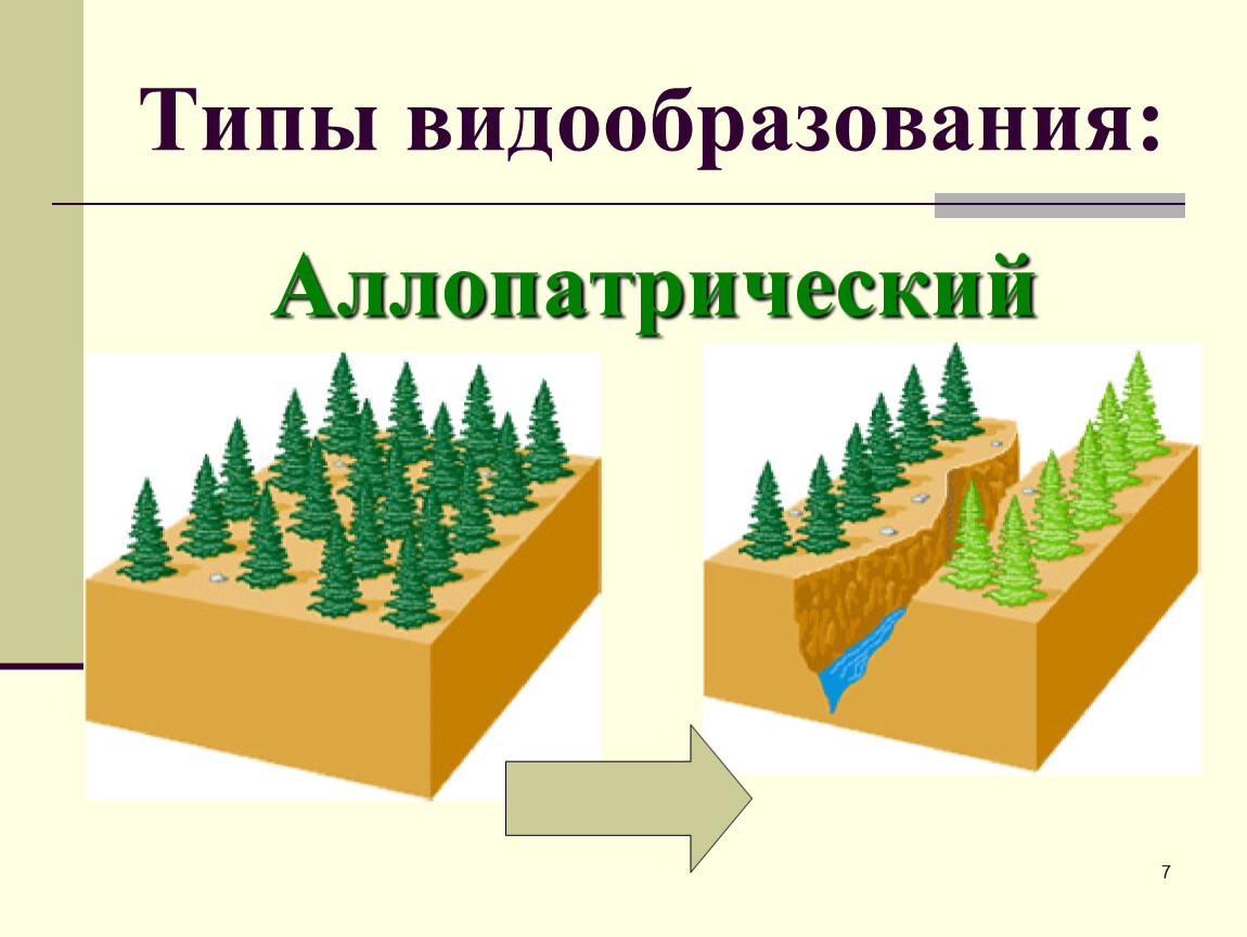 Создайте схему типы видообразования в природе