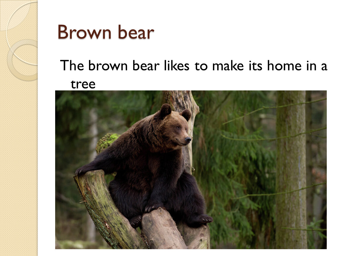 Английский язык brown. Бурый медведь на английском. Презентация о медведе на английском. Медведь Браун. Портфолио по английскому языку про бурых медведей.