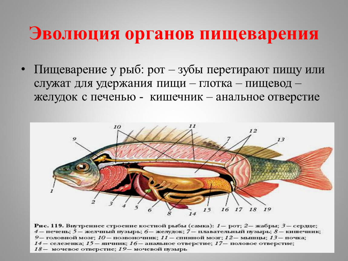 Какие системы органов у рыб. Органы пищеварительной системы у рыб 7 класс. Эволюция преобразования пищеварительной системы рыб. Пищеварительная система рыб 8 класс биология. Пищеварительная система рыб 7 класс биология.