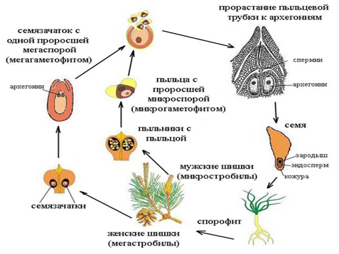 5 семенных растений