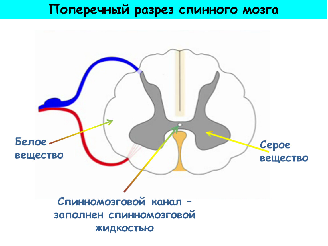 Какую функцию выполняет серое вещество мозга. Серое и белое вещество спинного мозга. Функции серого и белого вещества спинного мозга кратко. Спинной мозг состоит из белого и серого вещества. Белое вещество спинного мозга анатомия.