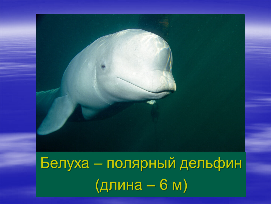 К какой группе океана относится белуха. Дельфин Белуха. Длина дельфина. Белуха длина. Белуха вес.