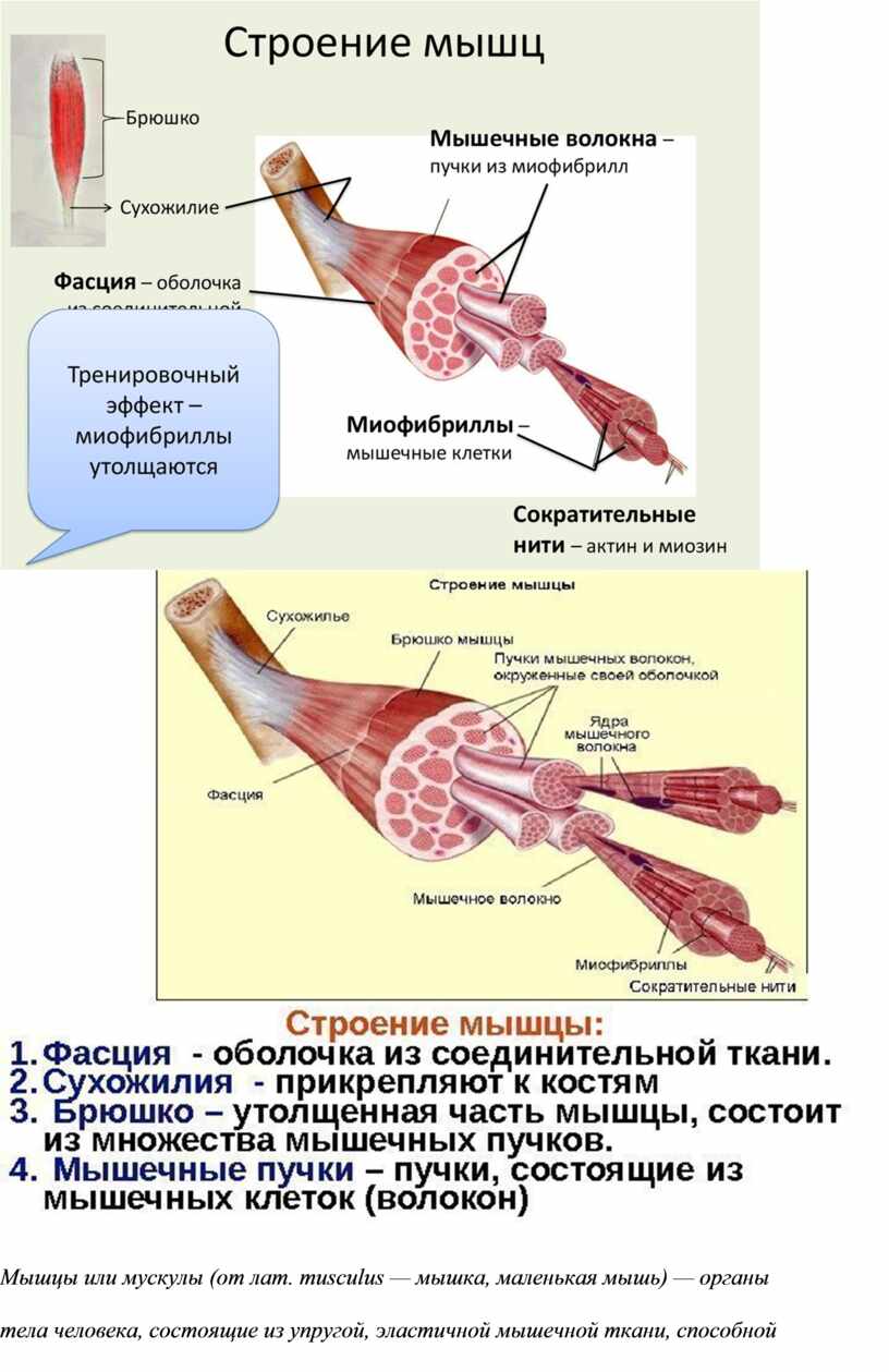 Строение мышц