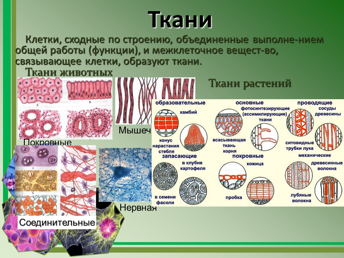 Необходимы для построения новых клеток и тканей. Ткань в клетку. Клеточная ткань. Ткани человека. Клетки и ткани организма.