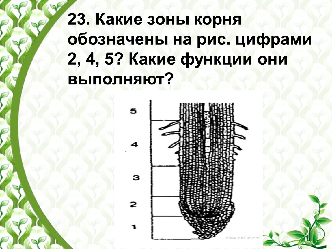 Рассмотри рисунок расположи зоны корня по порядку