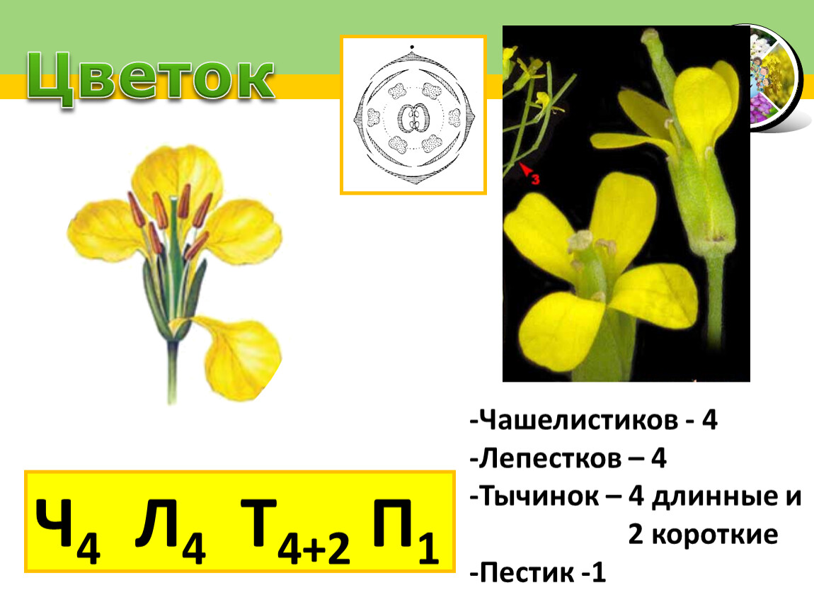 Формулу цветка ч4л4т4 2п1 имеют. Крестоцветные чашелистики. Тычинки крестоцветных. Формула цветка крестоцветных. Семейство крестоцветные строение цветка.