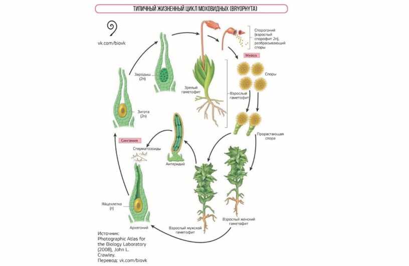 Жизненный цикл отдела моховидные