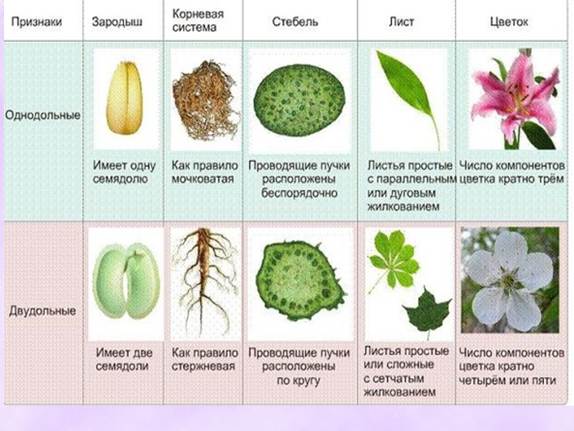 Биология 6 класс презентация класс однодольные растения