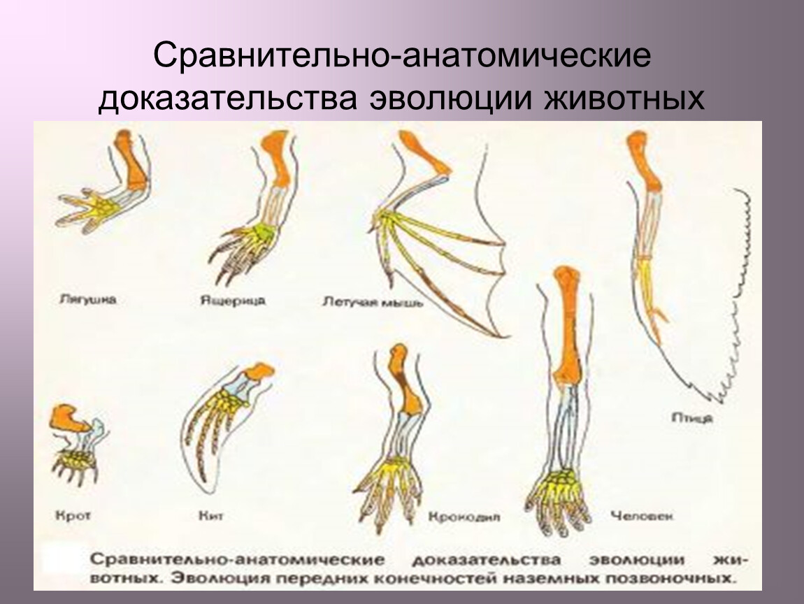 Сравнительно анатомические доказательства