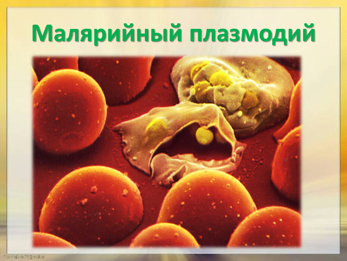 Малярийный плазмодий клетка. Малярийный плазмодий. Малярийный плазмодий 7 класс биология. Одноклеточный малярийный плазмодий. Малярийный плазмодий 5 класс биология.
