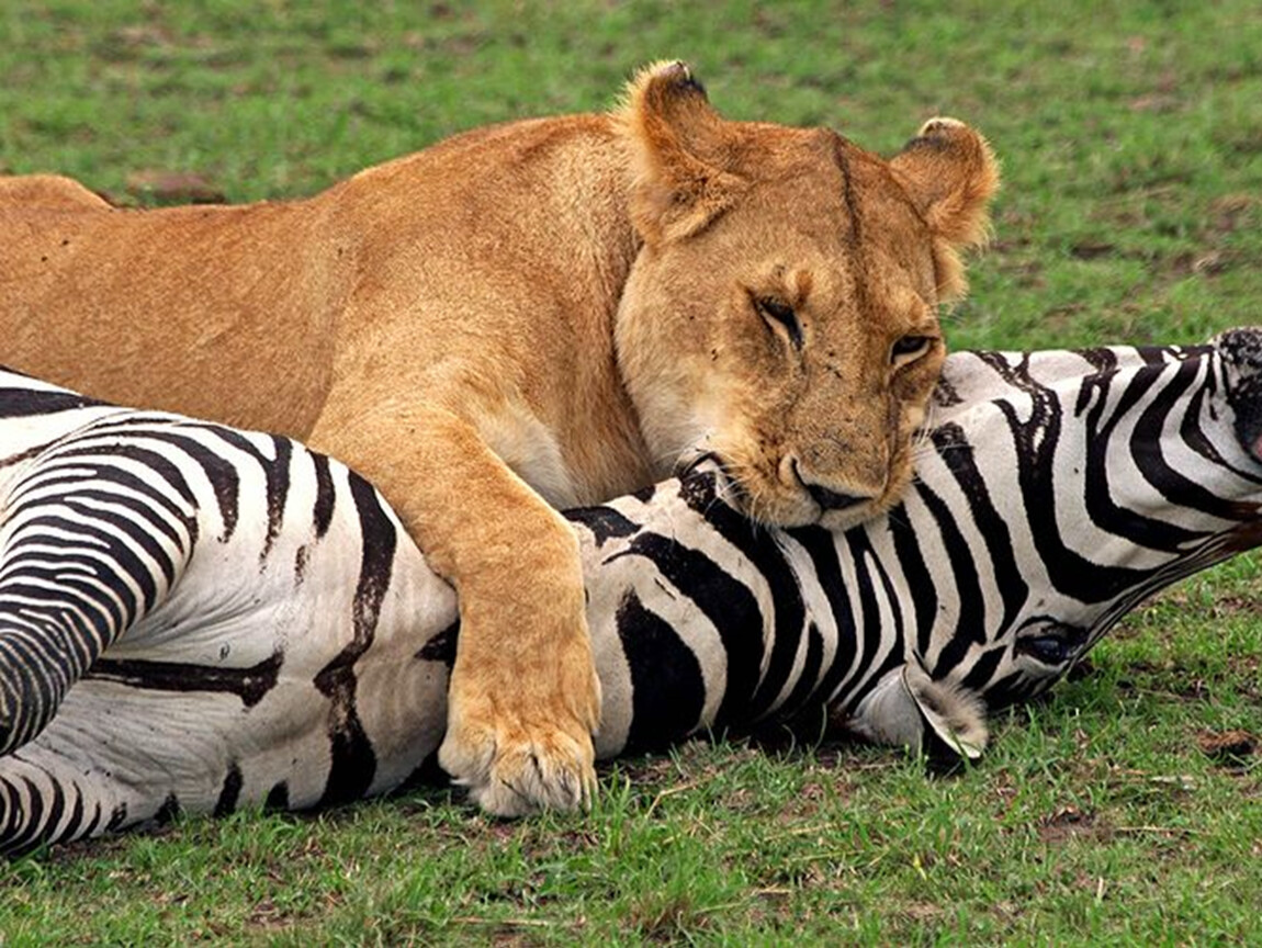 2 животных как 2 человека. Хищничество. Взаимоотношения между животными. Хищник жертва взаимоотношения. Хищничество в природе.