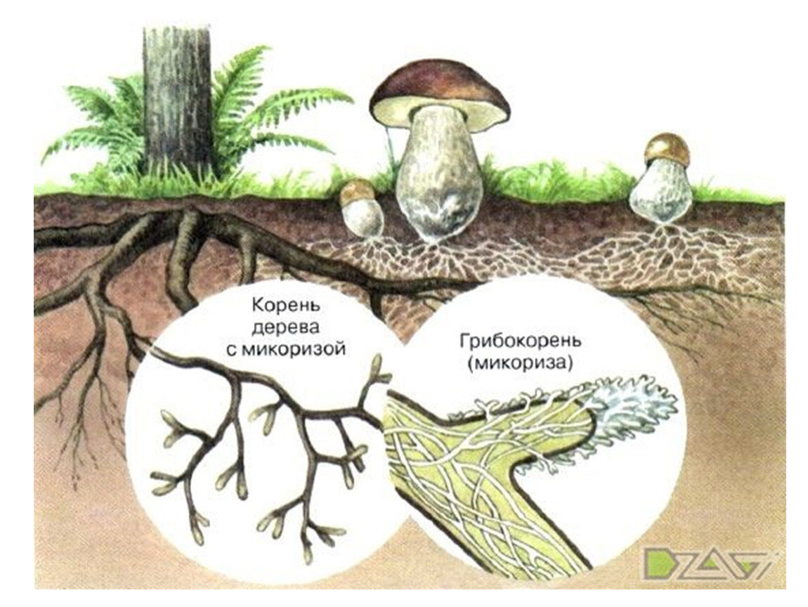 Что такое микориза у грибов