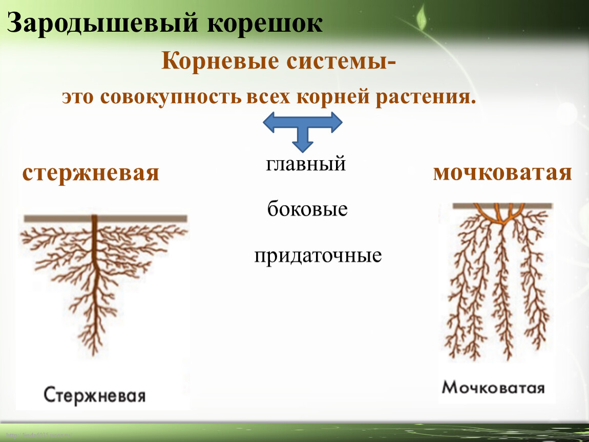 Что развивается из зародышевого корешка