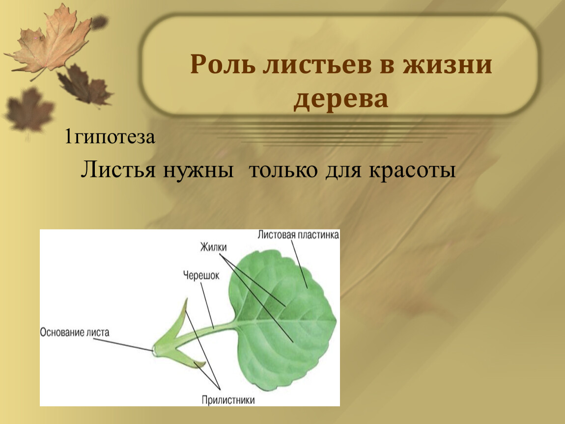 Роль листьев. Роль листьев в жизни дерева. Роль листа в жизни растения. Для чего нужны листья.