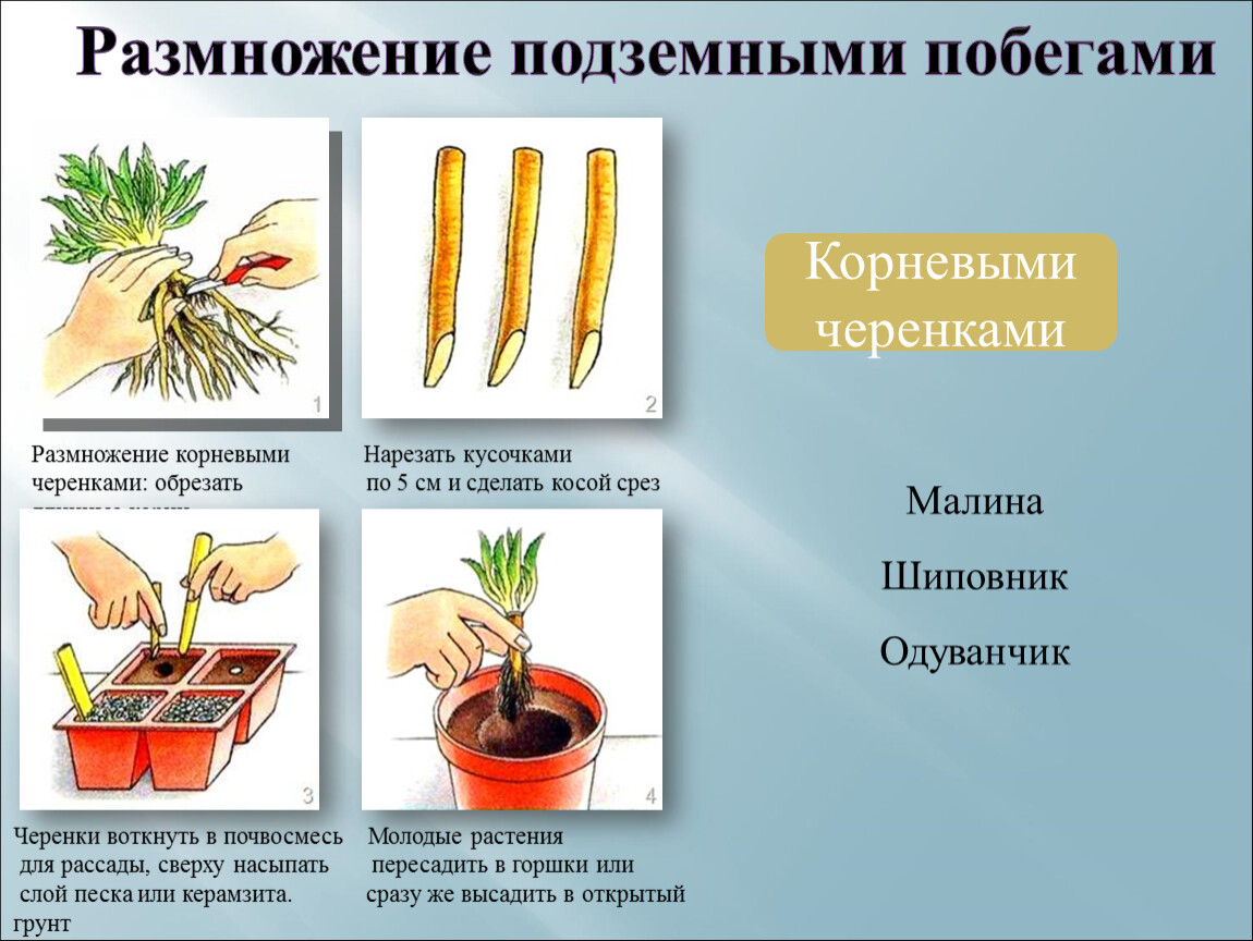 Какие способы размножения подземными побегами изображены на рисунке цифрами 1 3