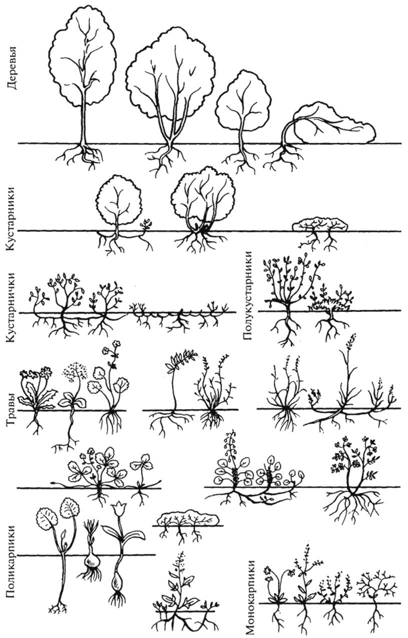 Жизненные формы растений рисунок. Жизненные формы растений (по к. Раункиеру, 1907):. Классификация по Серебрякову и Раункиеру. Жизненные формы растений по классификации и.г. Серебрякова. Классификация Серебрякова жизненные формы растений.