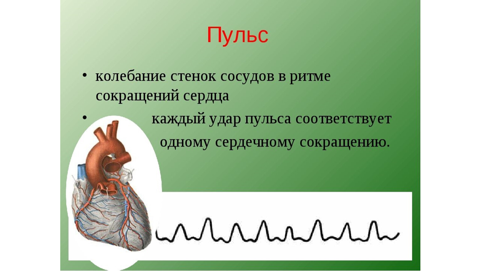 Что такое пульс. Пульс. Пульс презентация. Пульс биология 8 класс. Презентация на тему пульс.