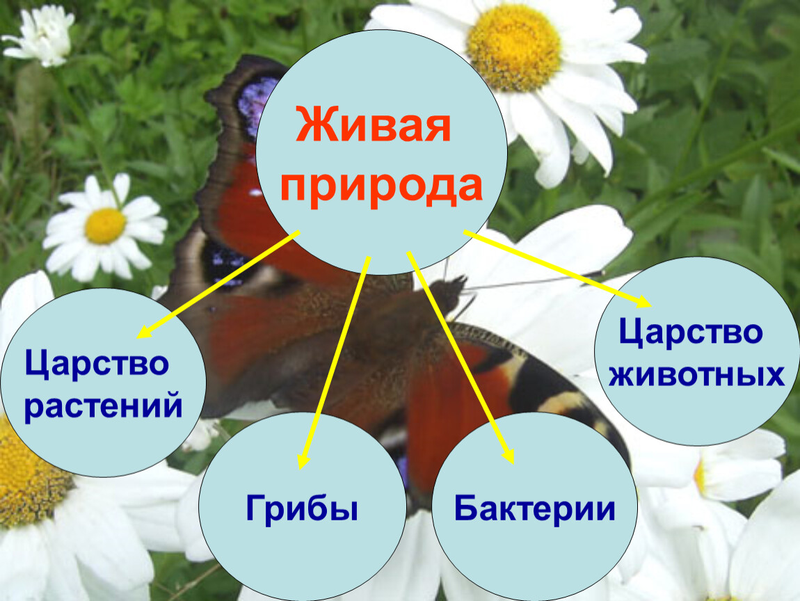 Окружающий мир 3 класс тема растения. Царство растений окружающий мир. Царство растений 3 класс презентация. Царство растений 3 класс окружающий мир. Царства растений 3 класс окружающий мир презентация.