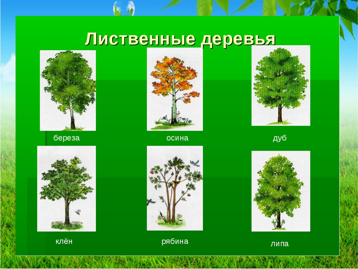 Какие есть лиственные деревья