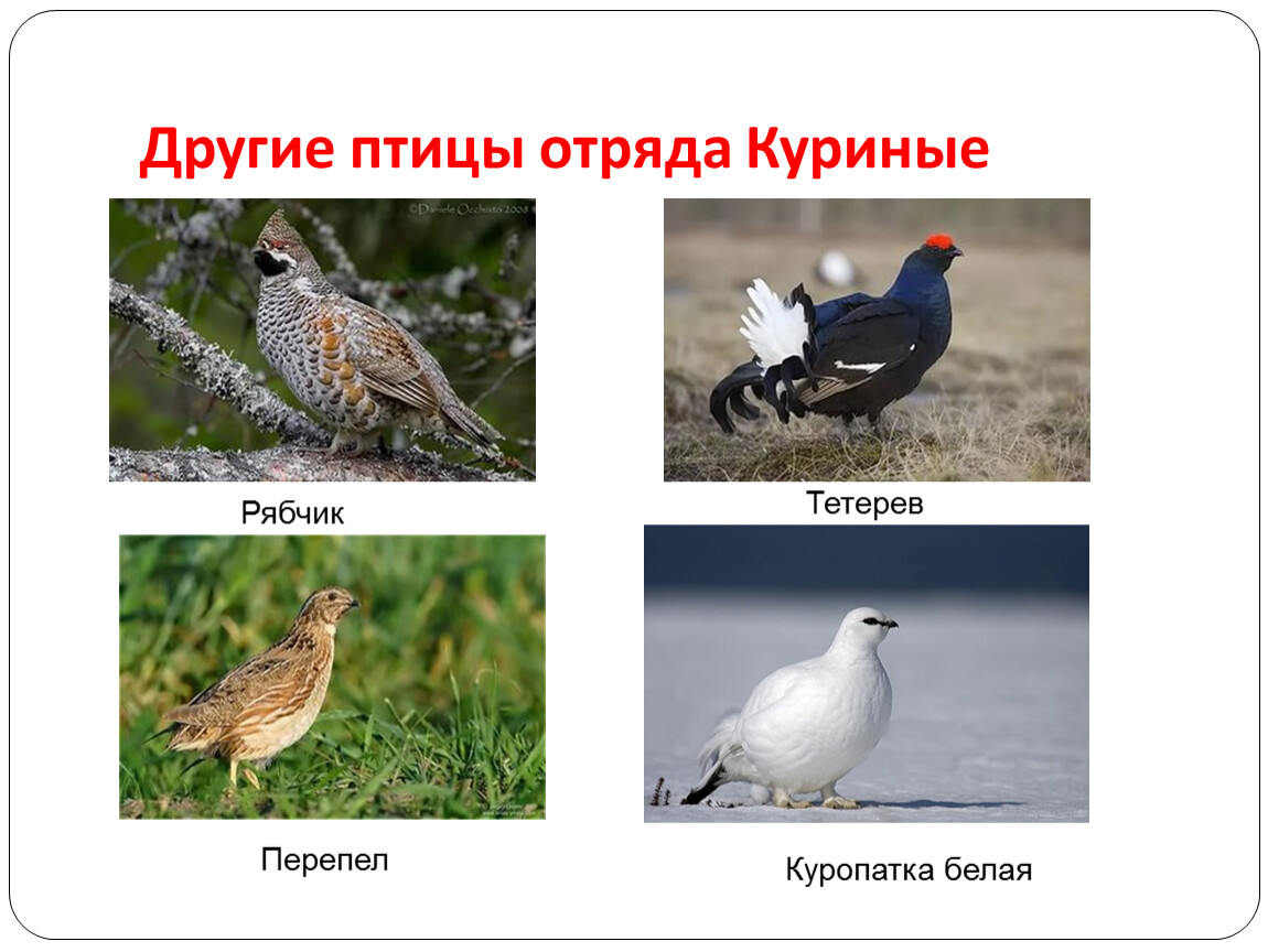 Отряд куриные представители. Отряды птиц. Представители птиц. Птицы отряда куриных. Отряды птиц презентация.